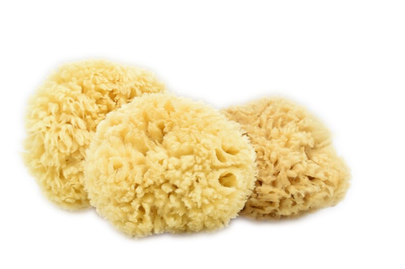 Mediterranean Sea Sponge