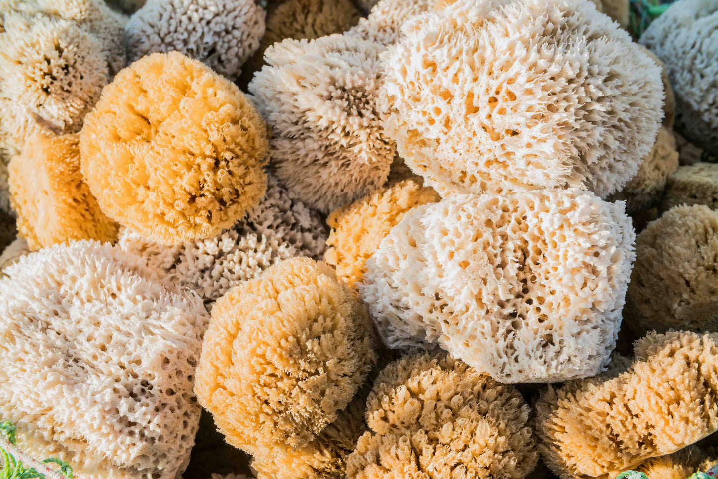 Mediterranean Sea Sponge