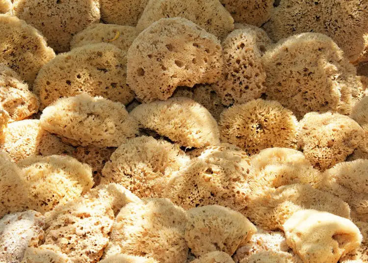 Mediterranean Sea Sponge